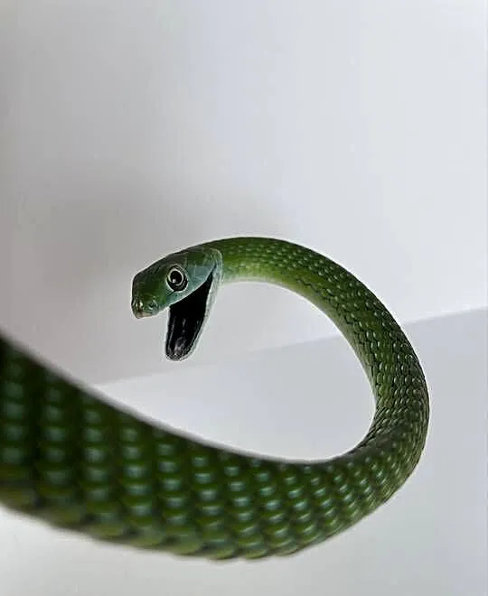 Philothamnus irregularis, Zachodniopomorskie, Dębno