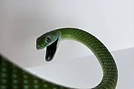 Philothamnus irregularis