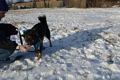 Aron - ok 3letni super pozytywny psiak,  wielkopol