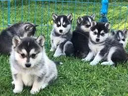 Urocze szczenięta rasy pomsky szukają kochających domów, Pomorskie, Słupsk