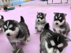 Urocze szczenięta rasy pomsky szukają kochających domów