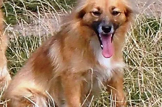 Lisia- 8 kg sunia - do przytulania i stróżowania, 