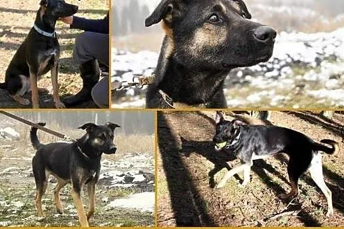 Inka młodziutka sunia,  Kundelki cała Polska