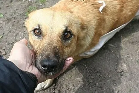 Mała, rudo-biszkoptowa Zojka szuka domu,  lubelski