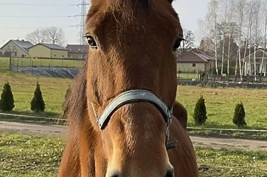 Klacz typ pogrubiony, , 