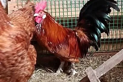 Sprzedam dwa koguty, Łódzkie, Łowicz