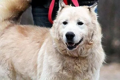Biegun - zapomniany przez wszystkich czeka na dom, Alaskan malamute cała Polska