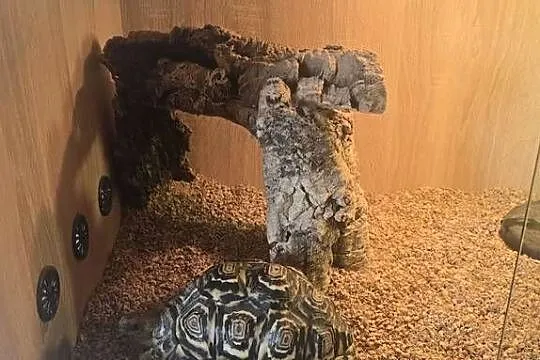 Żółw lamparci i terrarium