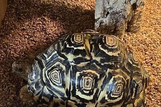 Żółw lamparci i terrarium, Pomorskie, Gdańsk
