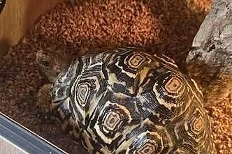 Żółw lamparci i terrarium, Pomorskie, Gdańsk