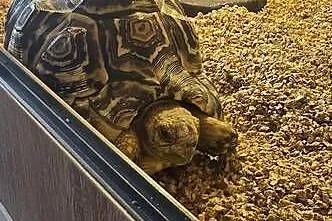 Żółw lamparci i terrarium, Pomorskie, Gdańsk