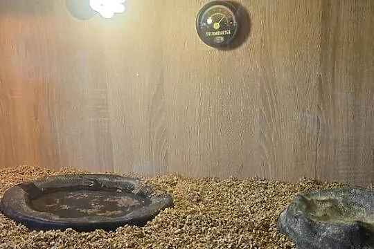 Żółw lamparci i terrarium, Pomorskie, Gdańsk