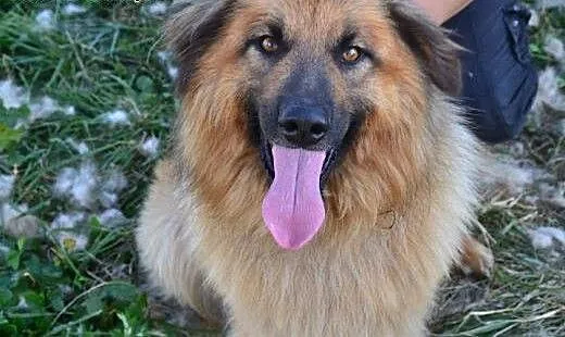 Przecudowny puchaty Grześ do adopcji! , mazowieck
