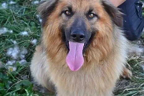 Przecudowny puchaty Grześ do adopcji! ,  mazowieck