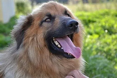 Przecudowny puchaty Grześ do adopcji! ,  mazowieck