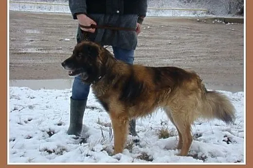 Średni 15 kg,długowłosy pies VIKO,przyjazny,kontak