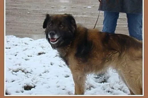 Średni 15 kg,długowłosy pies VIKO,przyjazny,kontak