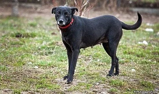 Tina, sunia około dwa lata, mazowieckie Ciechanów