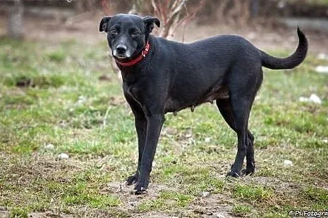 Tina, sunia około dwa lata,  mazowieckie Ciechanów