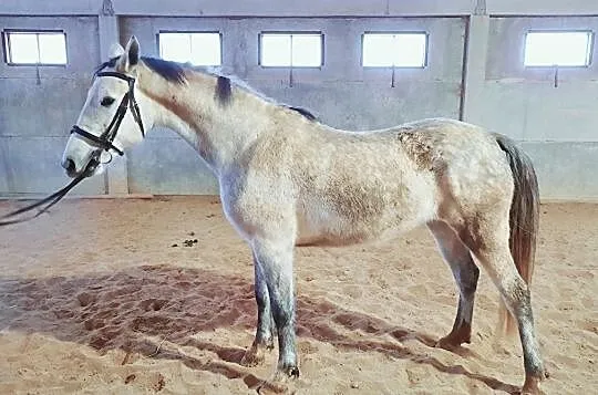 Klacz z przepięknym ruchem ujeżdżenie/zaprzęg