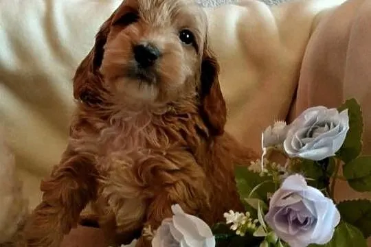 Cockapoo F1 pieski Spaniel & Pudel