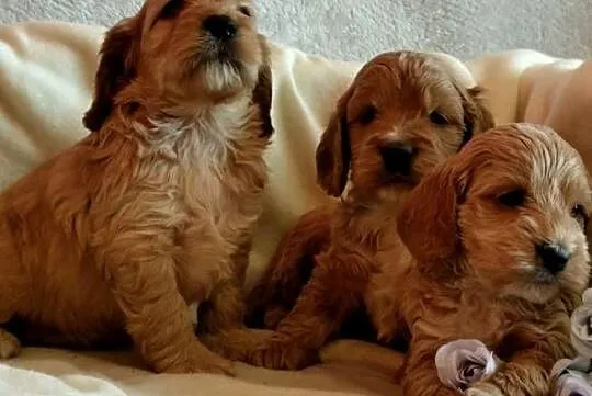 Cockapoo F1 pieski Spaniel & Pudel, Kujawsko-pomorskie, Toruń