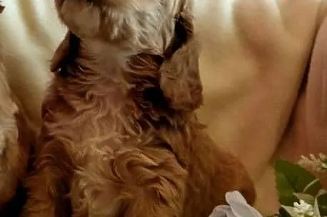 Cockapoo F1 pieski Spaniel & Pudel, Kujawsko-pomorskie, Toruń