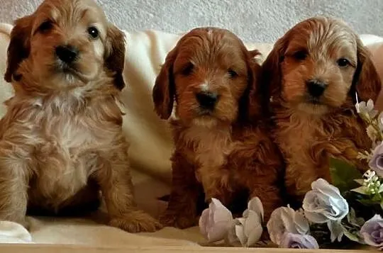 Cockapoo F1 pieski Spaniel & Pudel, Kujawsko-pomorskie, Toruń