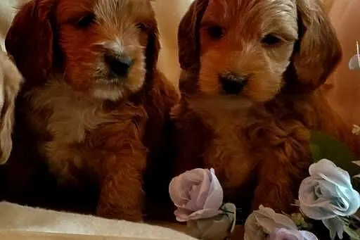 Cockapoo F1 pieski Spaniel & Pudel, Kujawsko-pomorskie, Toruń