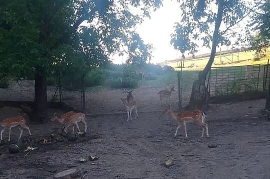 Sprzedam stado danieli, Małopolskie, Szpitary