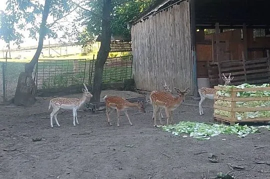 Sprzedam stado danieli, Małopolskie, Szpitary