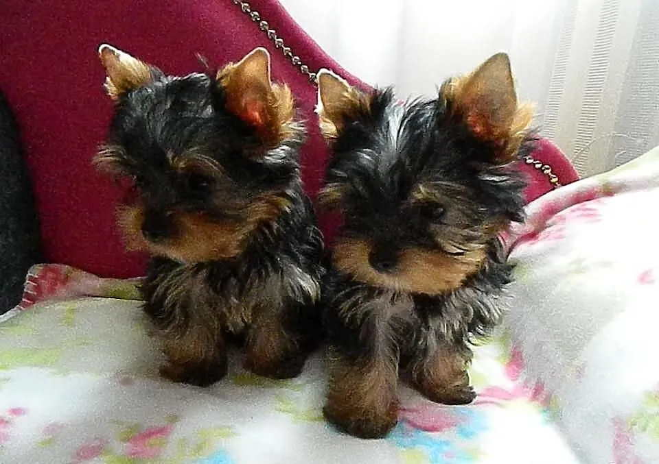 Yorkshire Terrier przepiękne 4-ro miesięczne minia