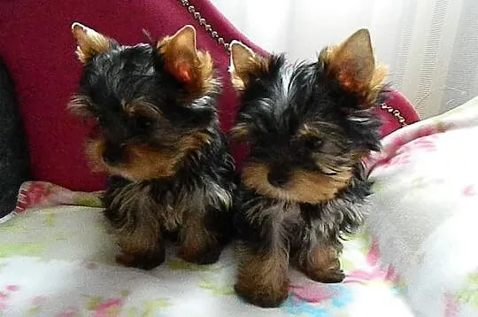 Yorkshire Terrier przepiękne 4-ro miesięczne minia