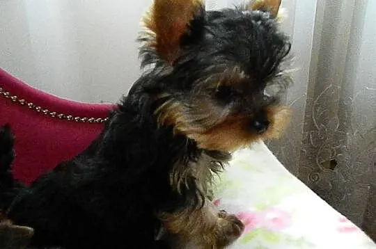 Yorkshire Terrier przepiękne 4-ro miesięczne minia