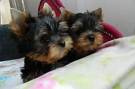 Yorkshire Terrier przepiękne 4-ro miesięczne minia