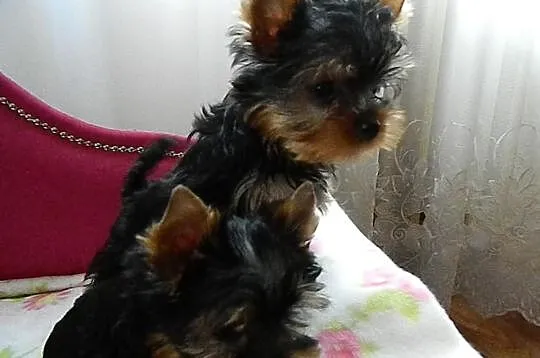 Yorkshire Terrier przepiękne 4-ro miesięczne minia