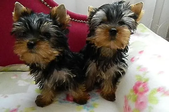 Yorkshire Terrier przepiękne 4-ro miesięczne minia