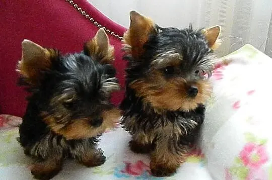 Yorkshire Terrier przepiękne 4-ro miesięczne minia