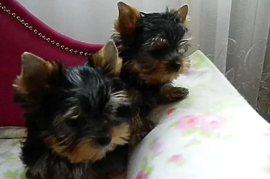 Yorkshire Terrier przepiękne 4-ro miesięczne minia