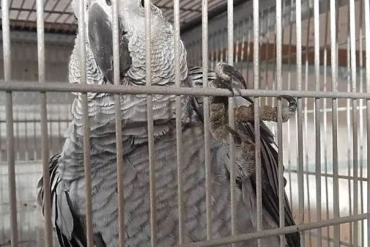 Para Żako