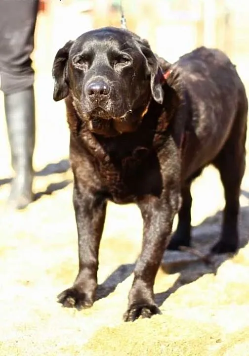 Zorba-czarny labrador czeka na dom, mazowieckie W