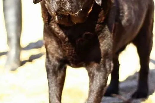Zorba-czarny labrador czeka na dom,  mazowieckie W