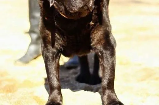 Zorba-czarny labrador czeka na dom,  mazowieckie W