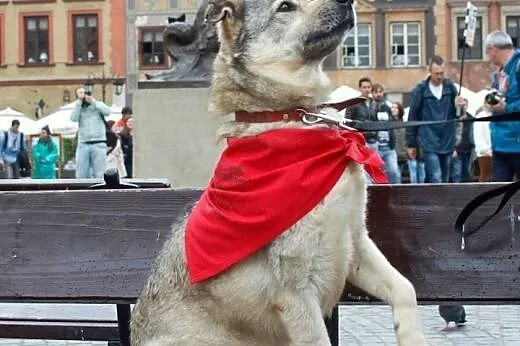 Tolek - 8 lat w schronisku,  mazowieckie Warszawa