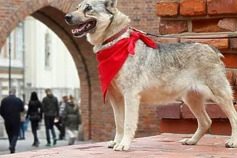 Tolek - 8 lat w schronisku,  mazowieckie Warszawa