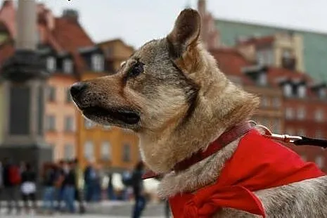 Tolek - 8 lat w schronisku,  mazowieckie Warszawa