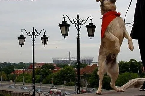 Tolek - 8 lat w schronisku,  mazowieckie Warszawa