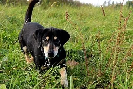 KUBUŚ psi ideał w typie jamnika czeka na kogoś kto