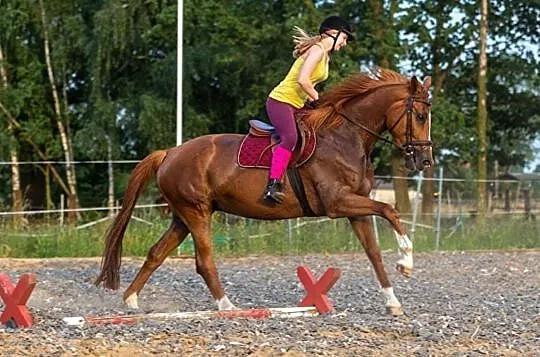 Klacz trakeńska hodowla/rekreacja, , 