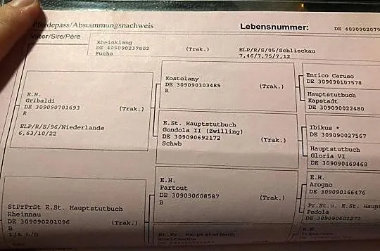 Klacz trakeńska hodowla/rekreacja, , 
